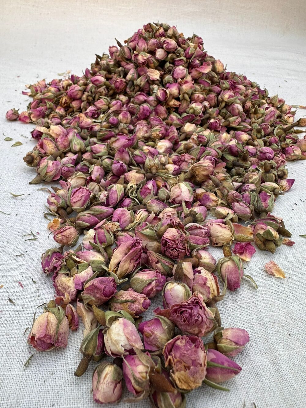 Sparta Rosebuds - Image 5