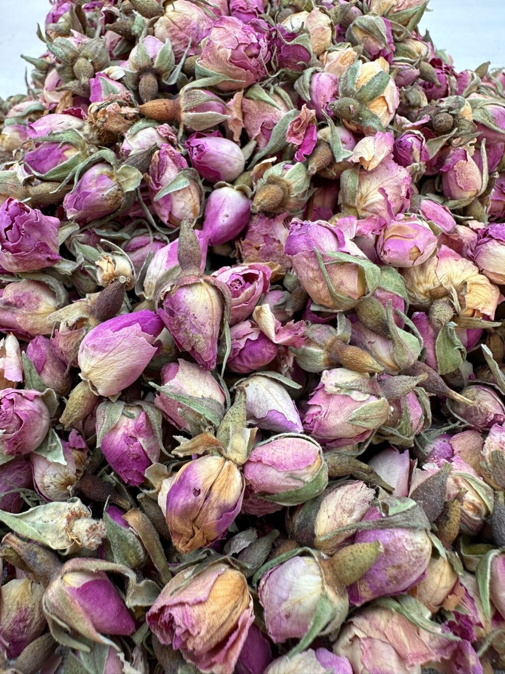 Sparta Rosebuds - Image 4