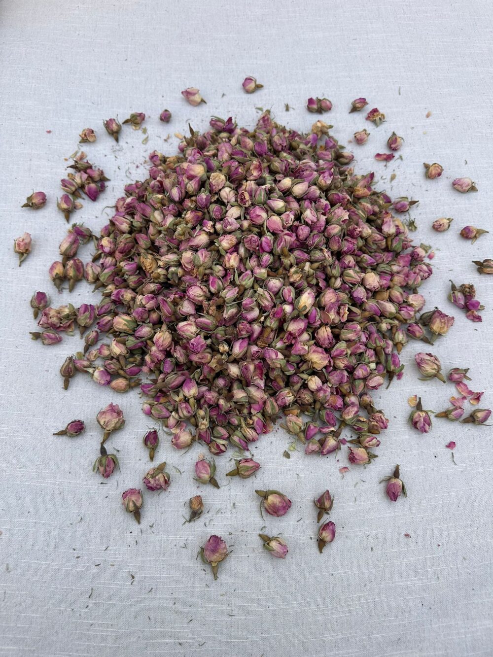 Sparta Rosebuds - Image 3