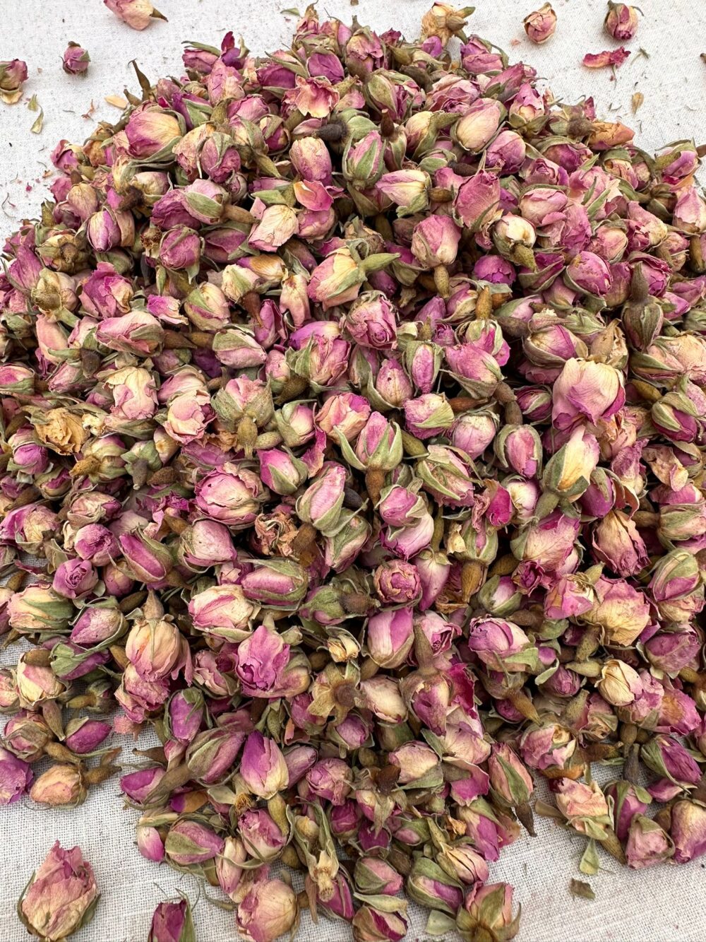 Sparta Rosebuds - Image 7